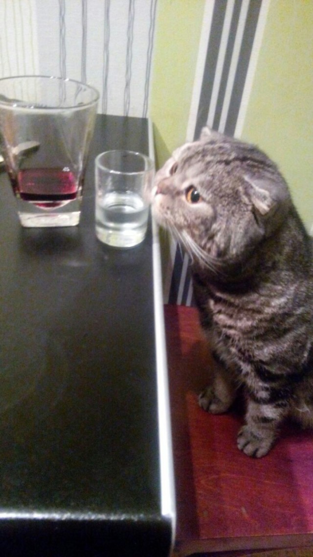 Так выглядит кот-валерьянщик с похмелья