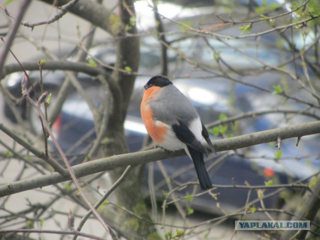 Каких птиц вы видите в городе?