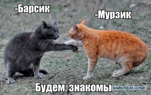 Небольшой микс картинок и гифок .