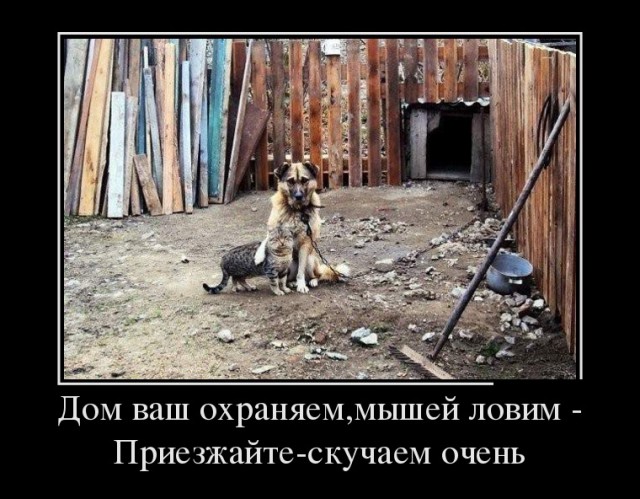 "Оскара" - котикам!