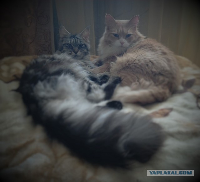 Котовторник 06.09.2016
