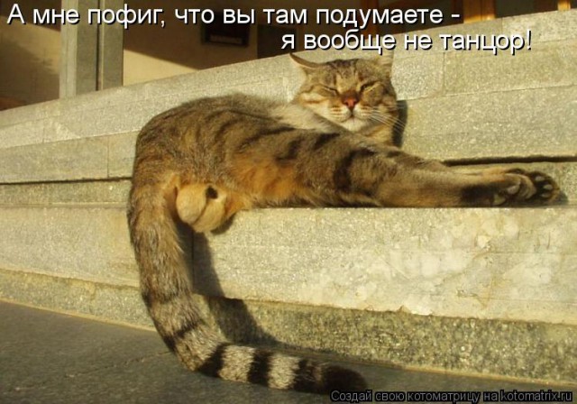 Коты из сети