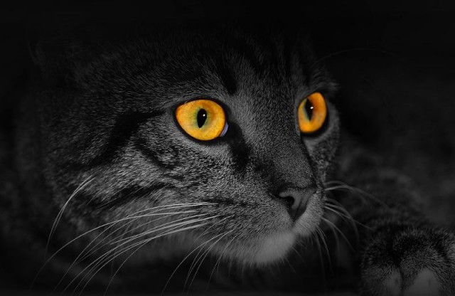 Коты и Кошки