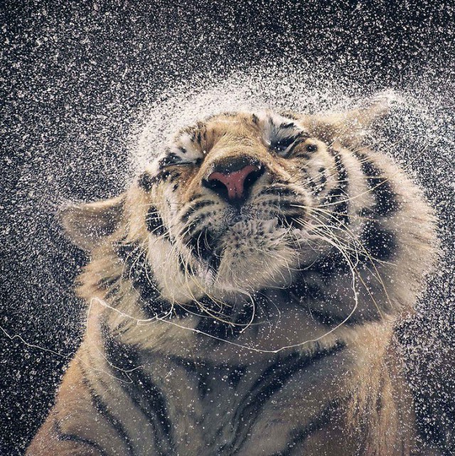 Самые смешные животные
