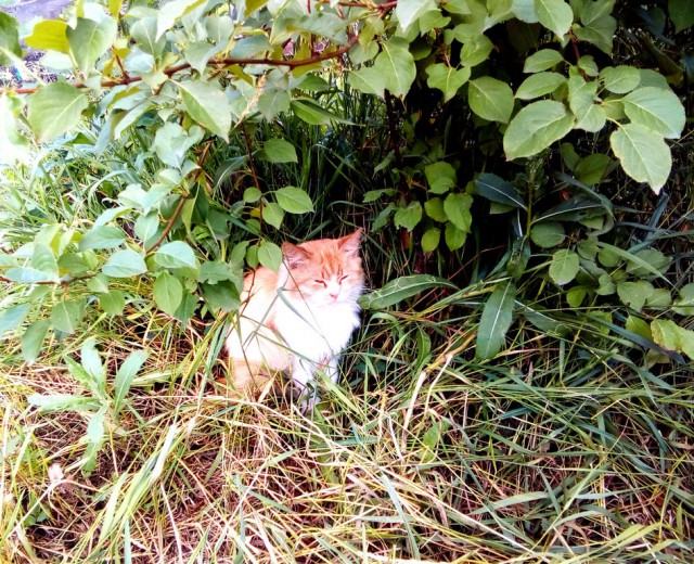 Котовторник 11.07.2017