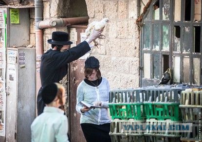 Евреи воруют! Французская полиция призвала фермеров беречь кур