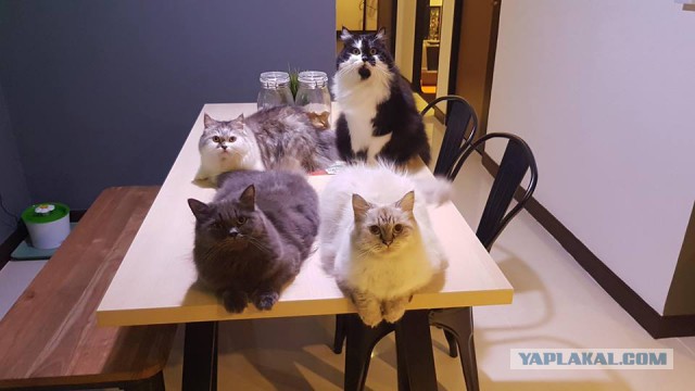 Котовторник