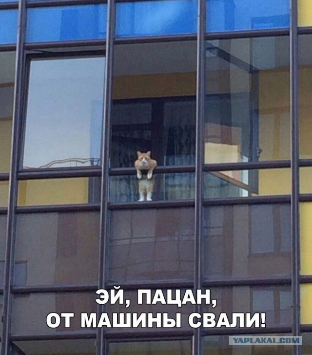 Скотсети и прочие интернеты