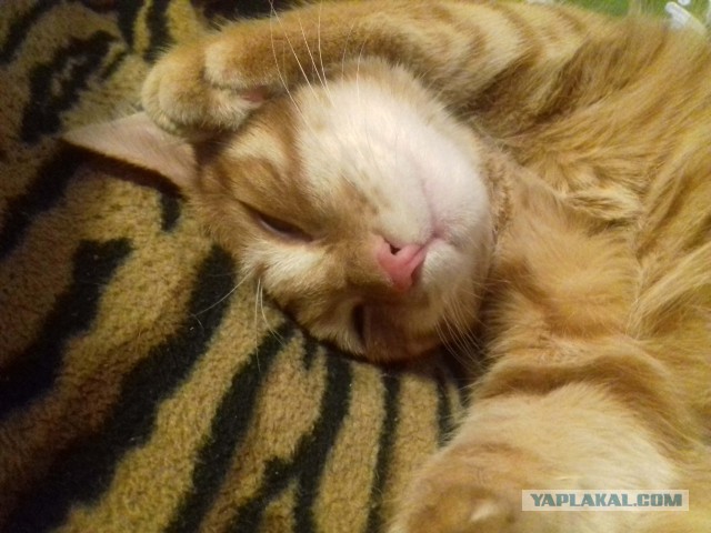 Котовторник
