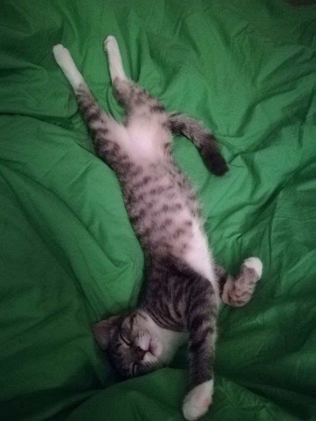 Коты и Кошки