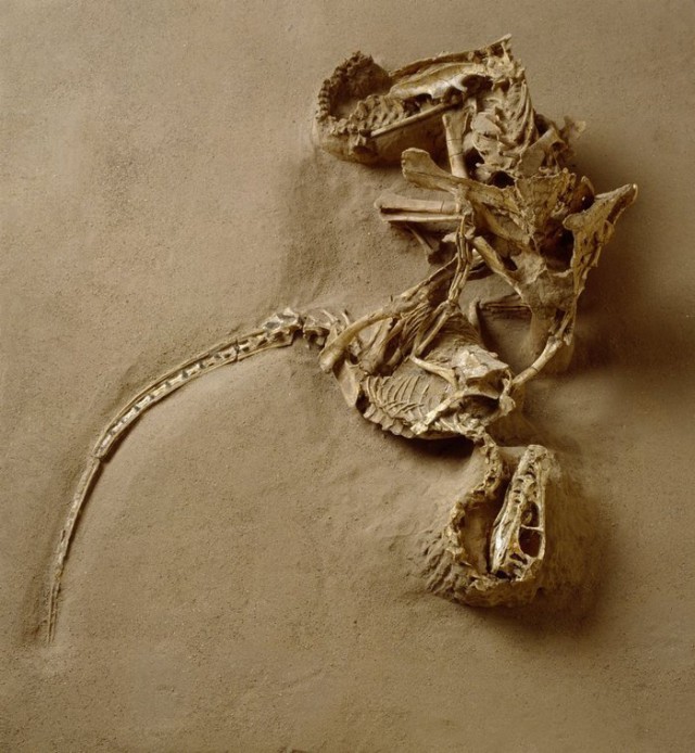 74 миллиона лет назад, смертельная схватка - протоцератопс против велоцираптора