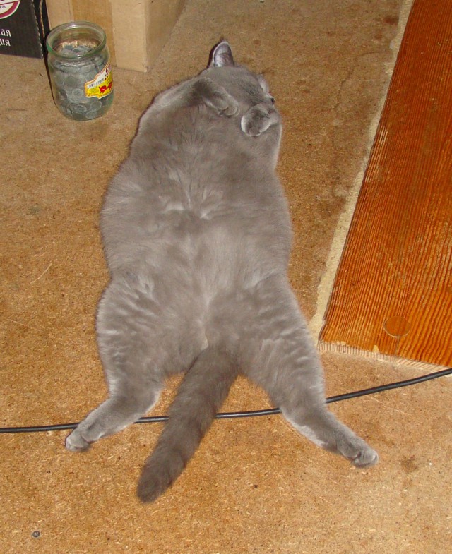Фотобомбы котов