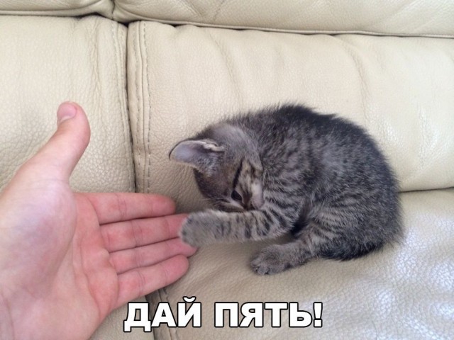 Фотобомбы котов