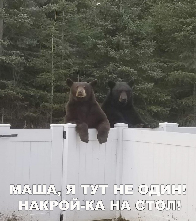Живность из сети