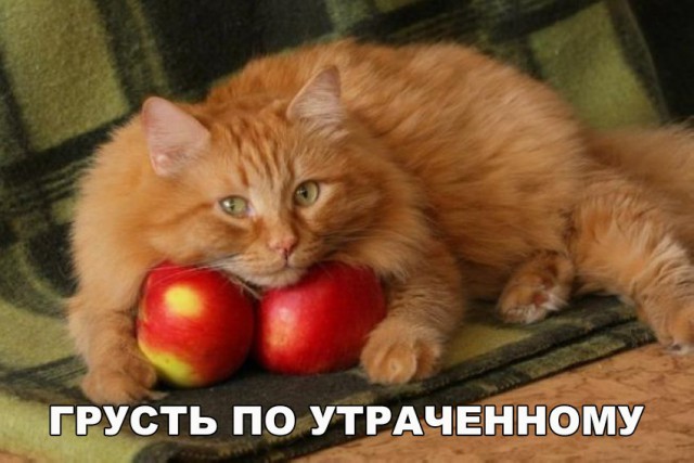 Неадекватные коты