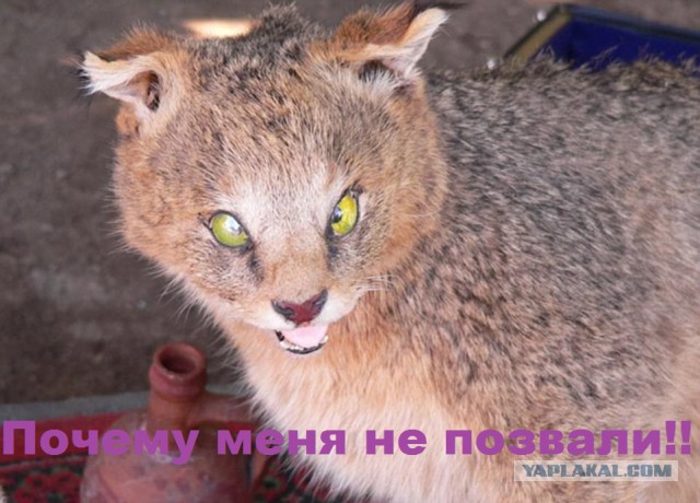 Прикольные картинки.
