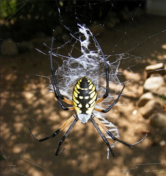 Страшная красота (23 фото)