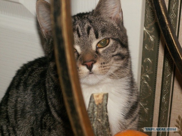 Котовторник 15.02.2011