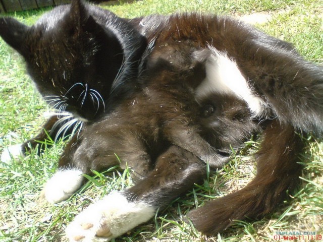 Котовторник!