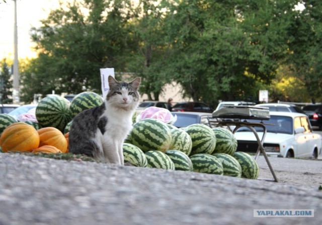 Котовторник 06.09.11