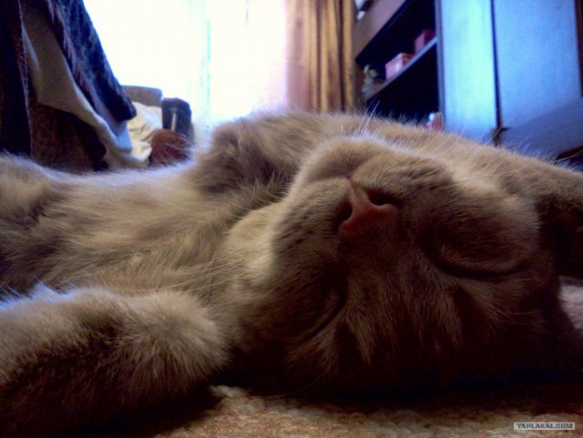 Первый котовторник октября