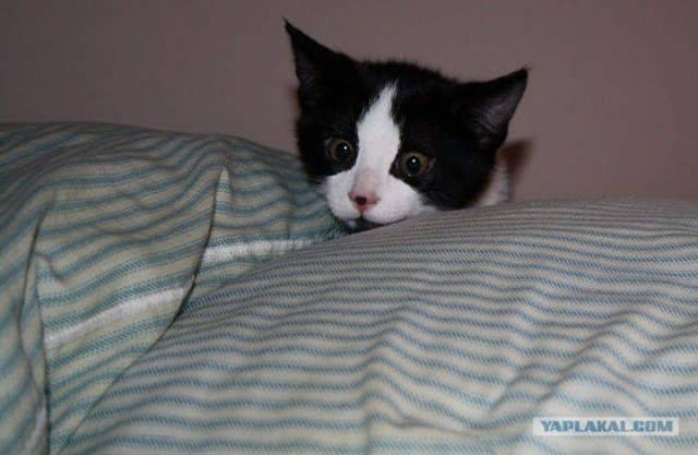 Котовторник 27.12.11