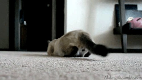 Котовторник! 13.03.2012
