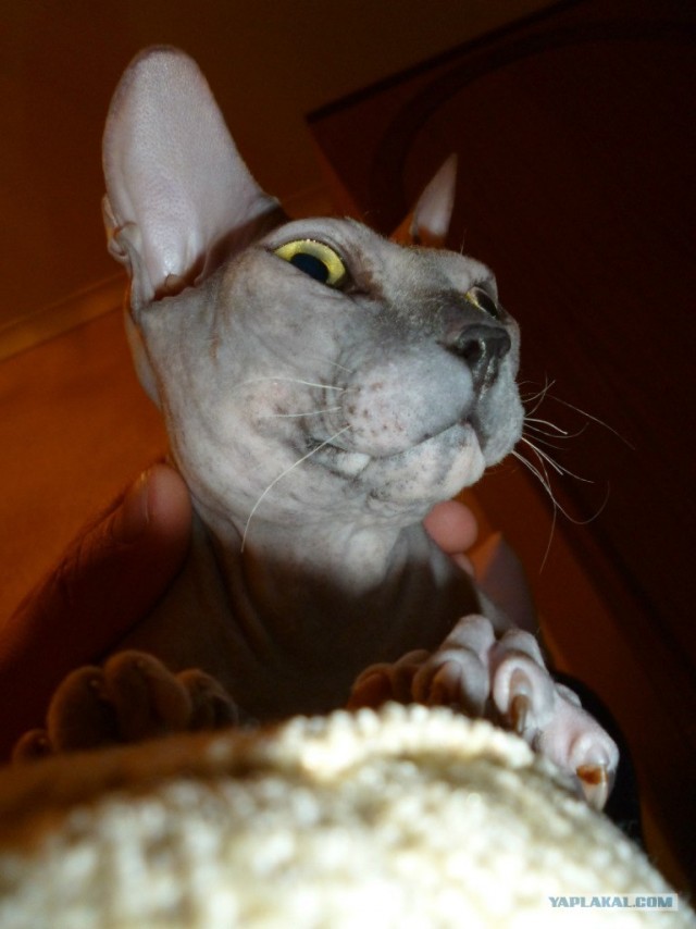 Котовторник 1 мая 2012