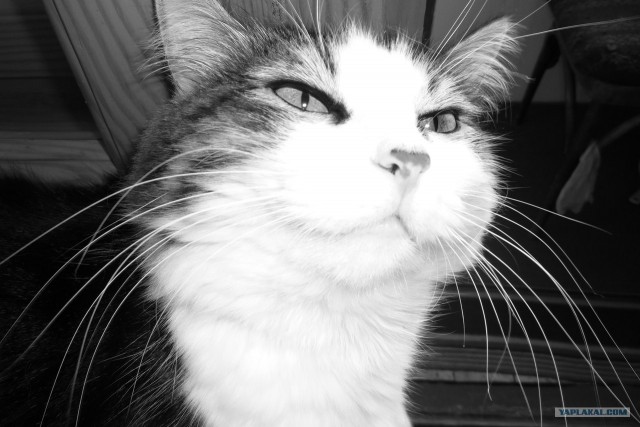 Котовторник на 26.06.12