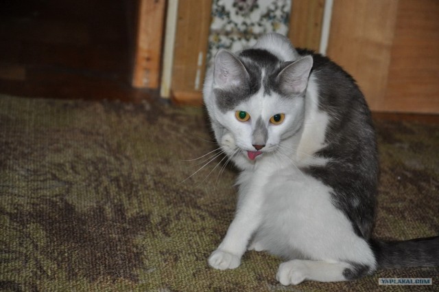 Котовторник 10. 07. 2012