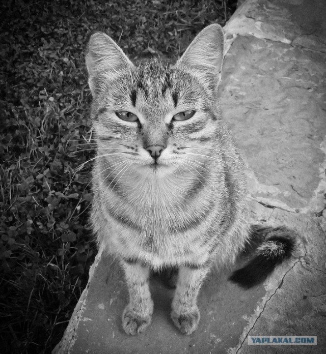 Котовторник  21.08.12