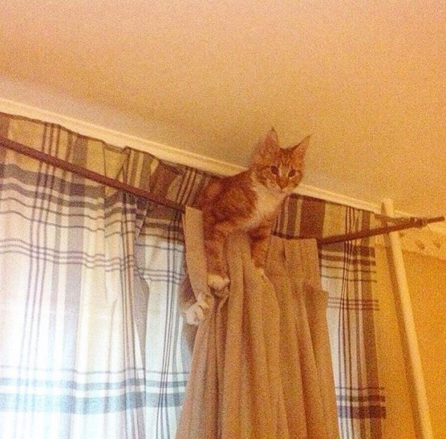 20 снимков с кисточками, доказывающих, что прекраснее мейн-кунов могут быть лишь котята мейн-кунов