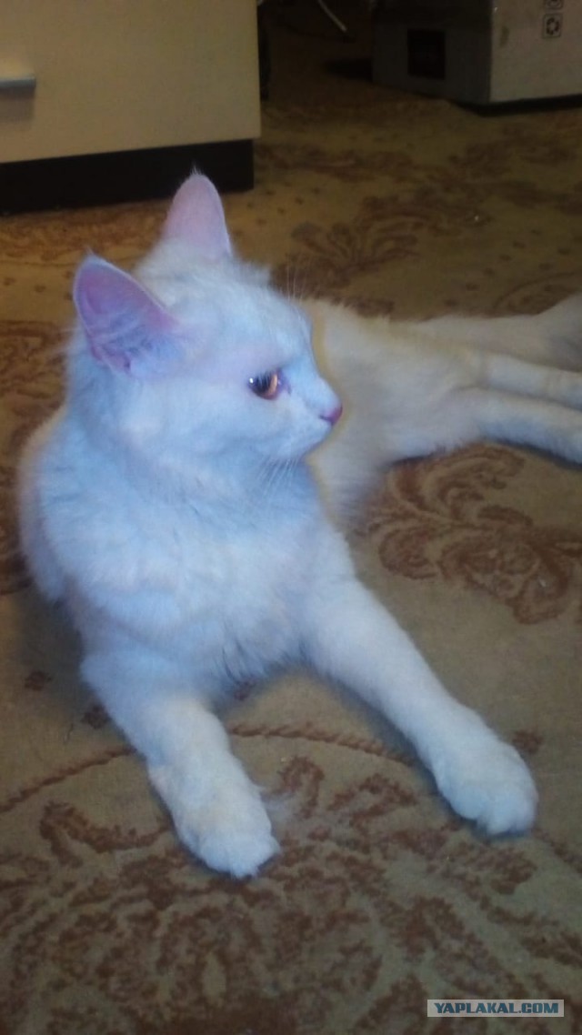 С Днём кошки!