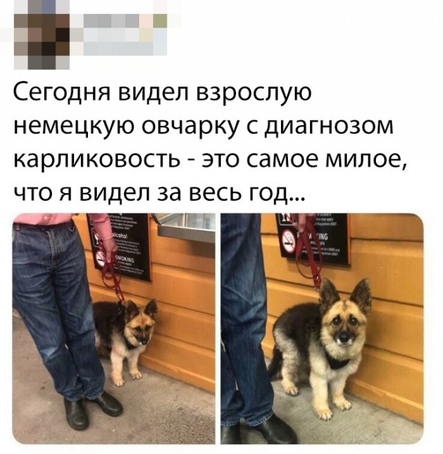 Живность из сети