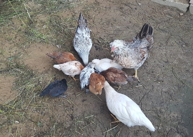 Летние каникулы в деревне. Или как я выводил индюшат