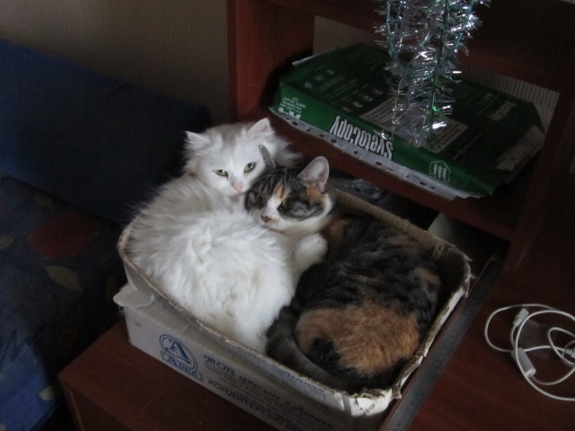 Во имя великого котовторника!