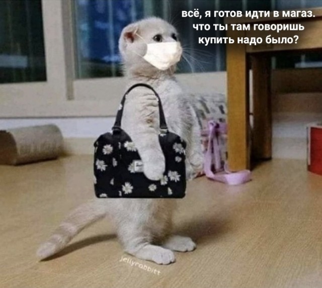 Котики