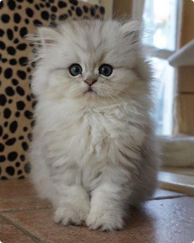 Котофеев пост