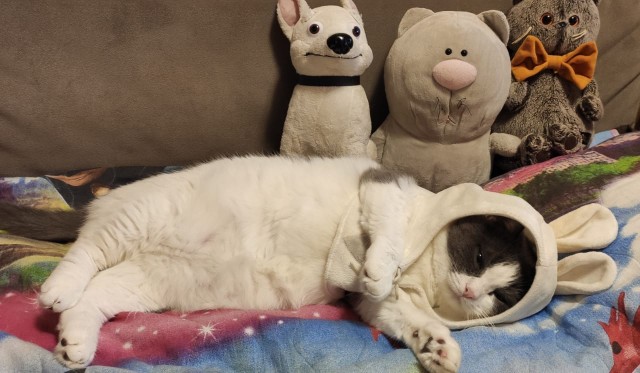 Ну, с котовторником!