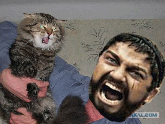 Злой кот
