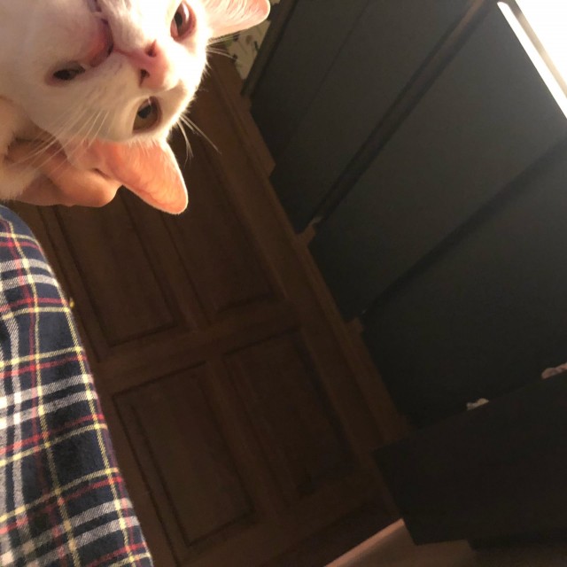 Эти забавные животные