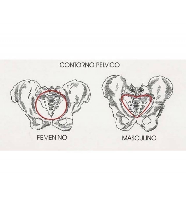 Различия мужской и женской анатомии