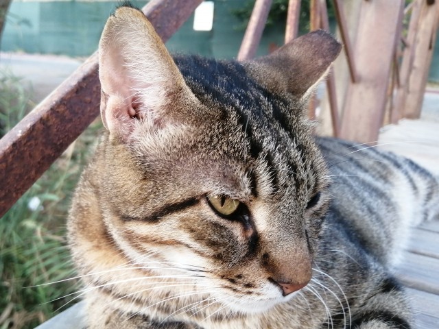 Котовторник 13.10.2020