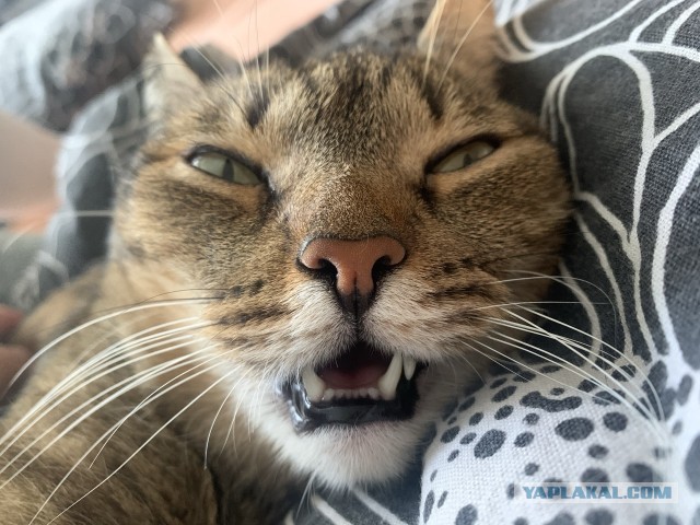 Кот с самым недовольным лицом