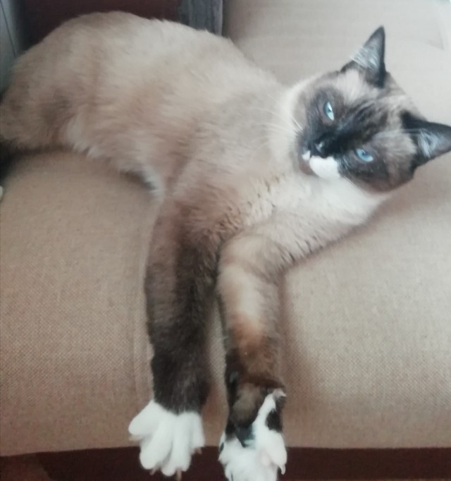 Котовторник 20.10.20