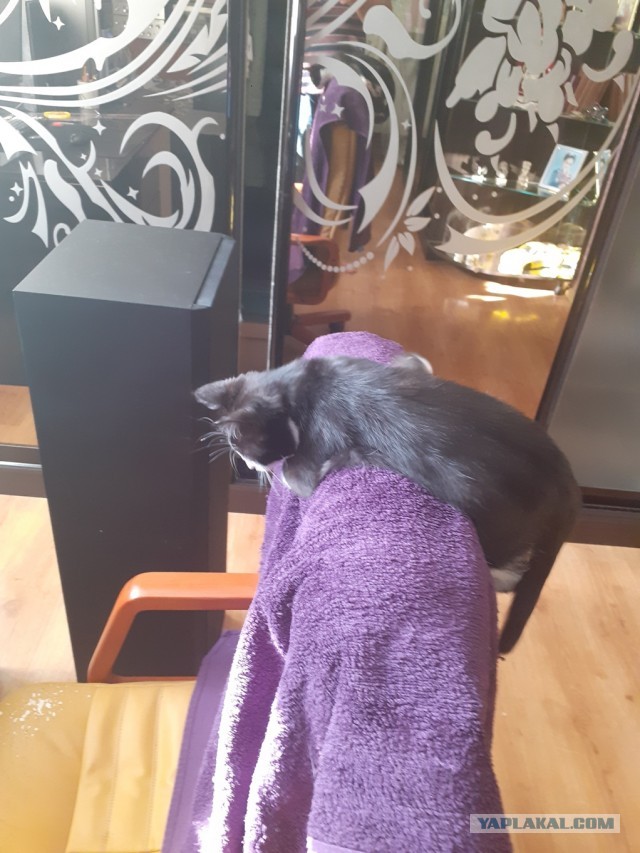 Житие одного кота. В фотографиях. Вторник же...