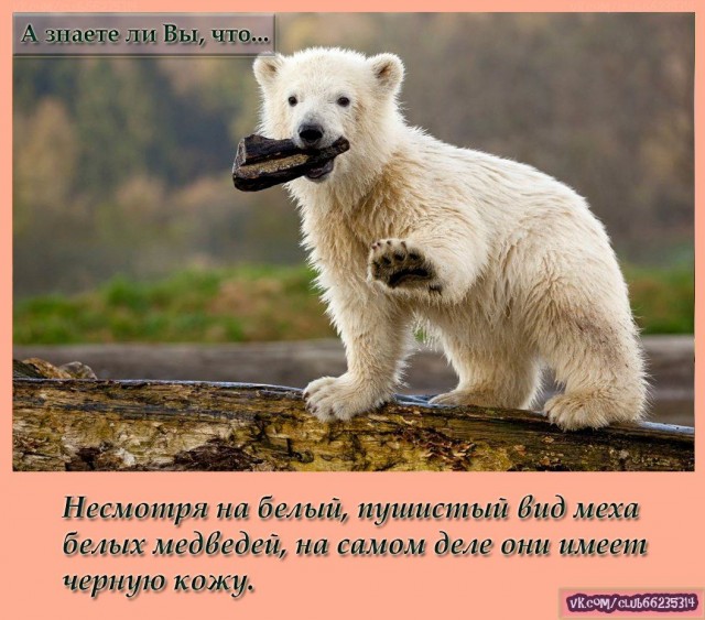 Ребята, давайте жить дружно!