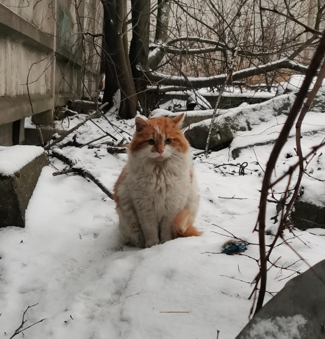 Подборка забавной живности