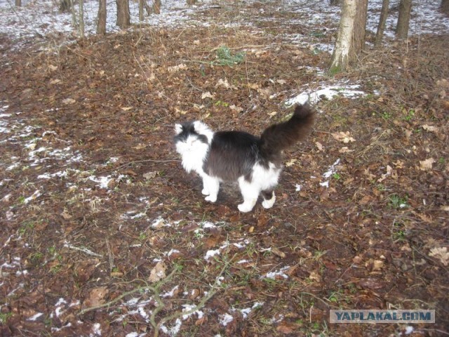Жизнь домашнего приюта для котеек 334