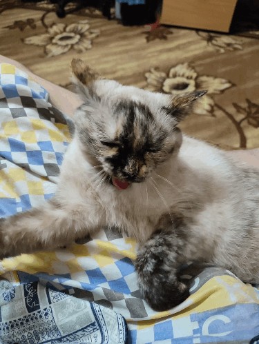 Хоба! Котовторник!